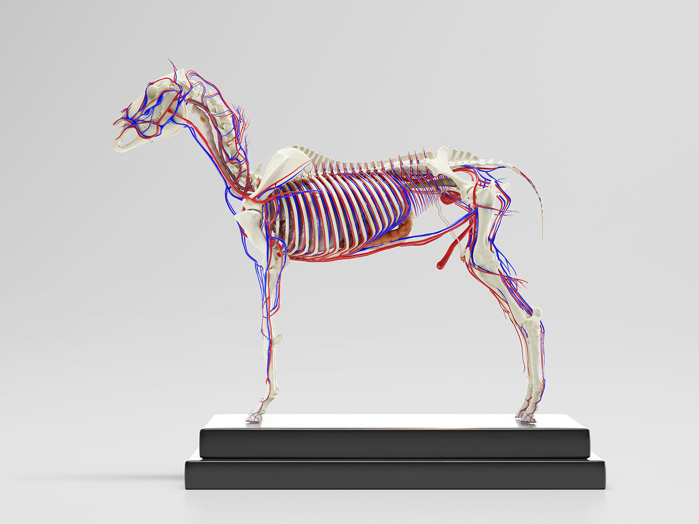 Horse Anatomy with internal organs - 4k textures 3D model_14