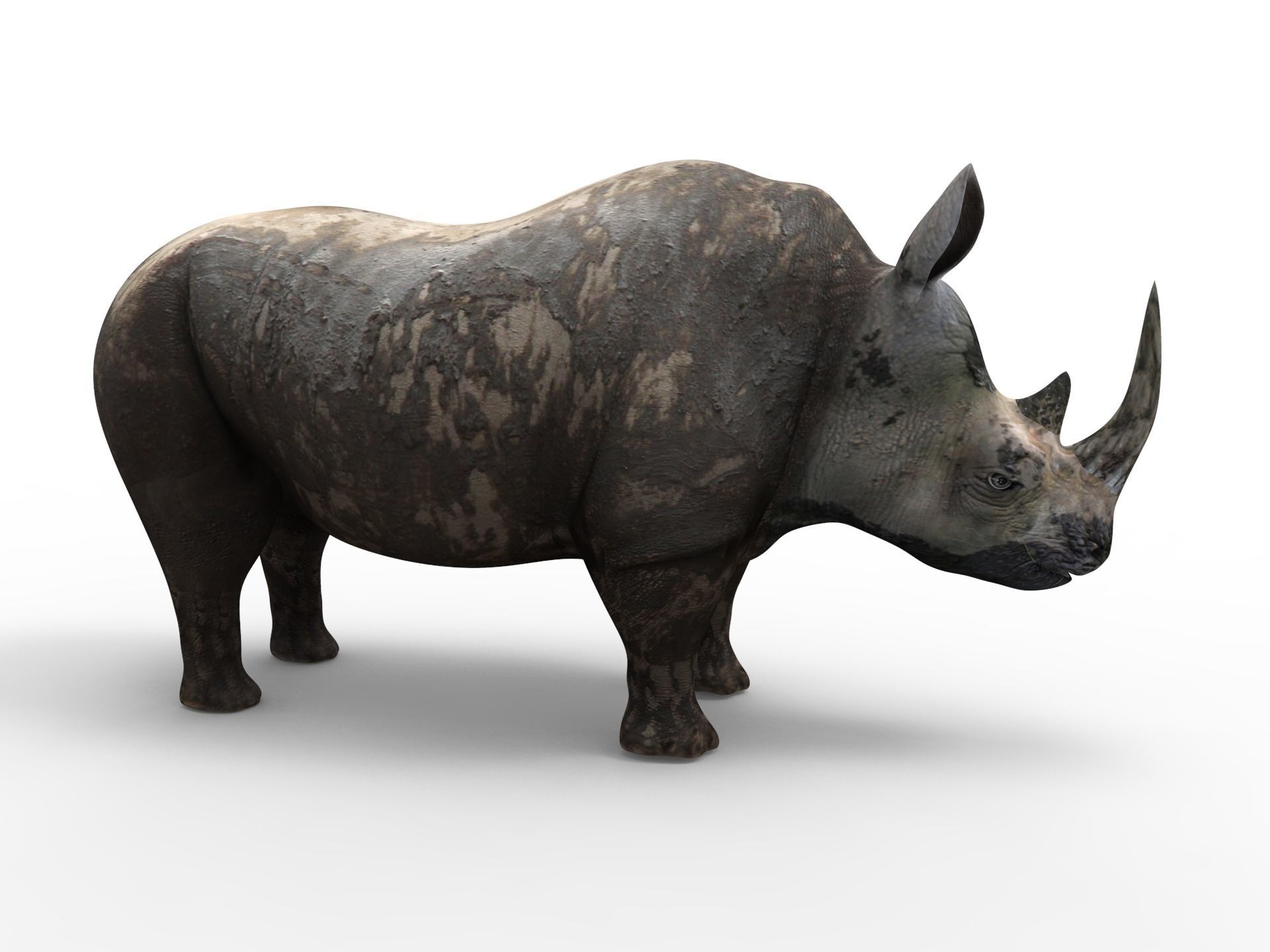 Dirty Realistic Rhino Rigged and animated 3D Model Low-poly 3D model_6