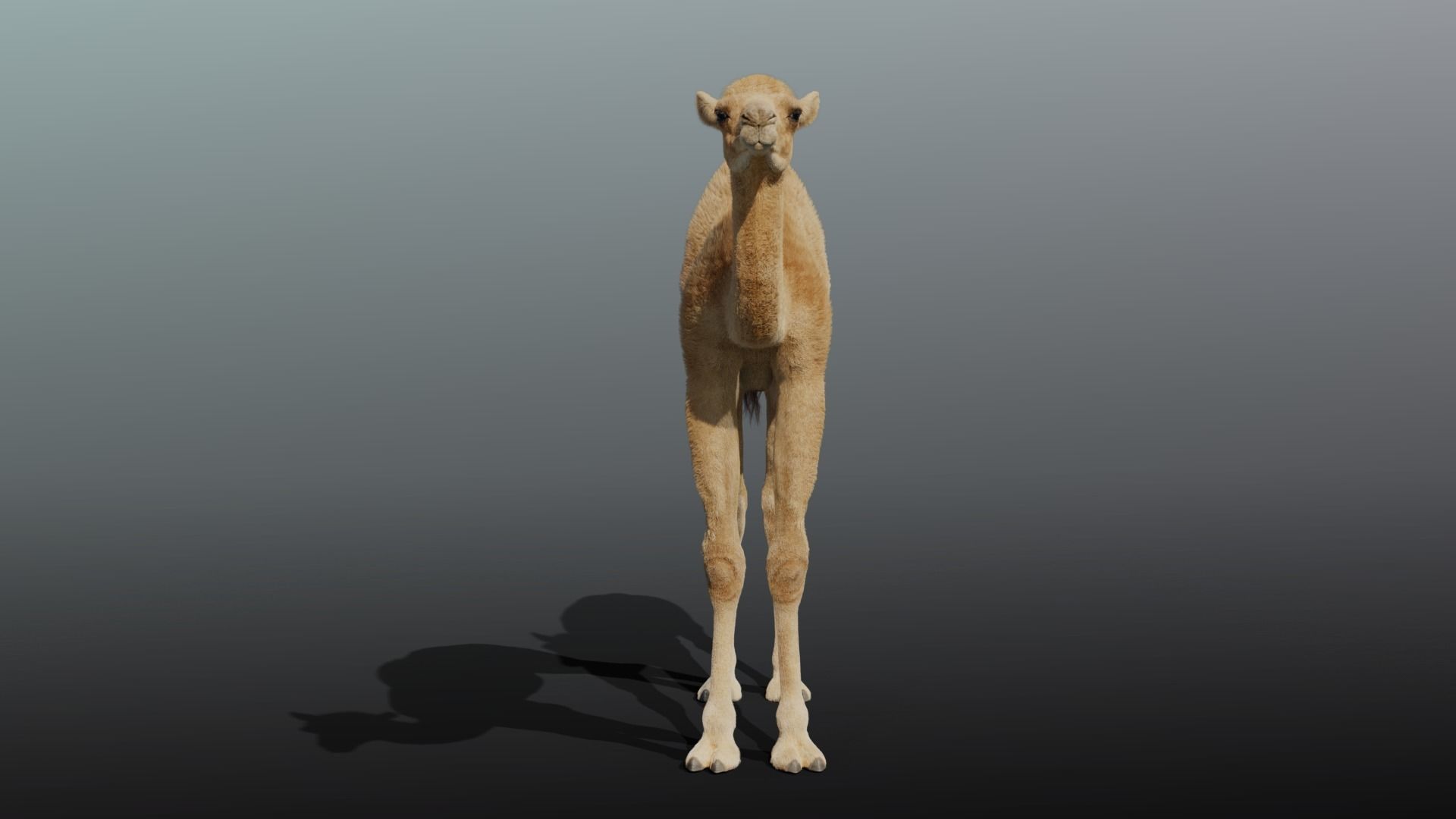 Camel Adult and Baby Fur  3D model_5