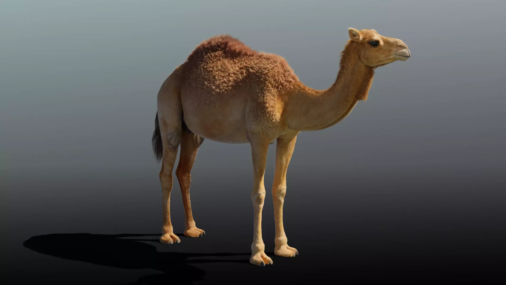 Camel Adult and Baby Fur  3D model_0