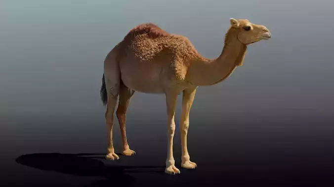Camel Adult and Baby Fur 