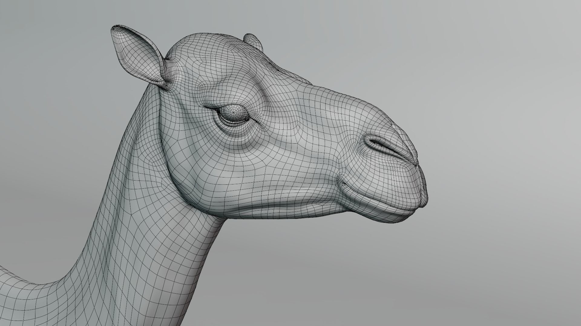 Camel Adult and Baby Rigged 3D model_18