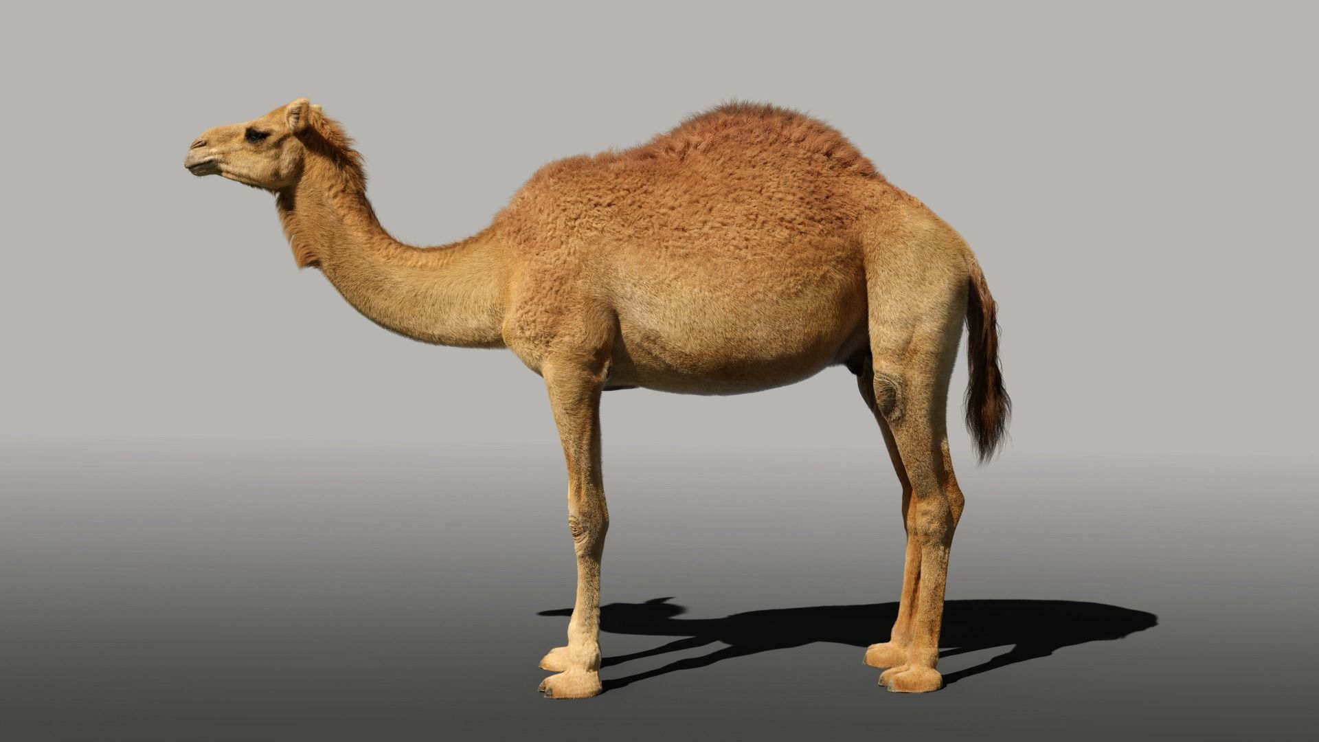 Camel Adult and Baby Rigged 3D model_11