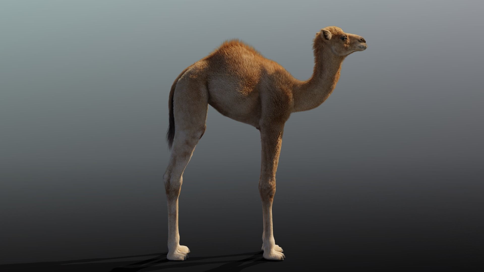 Camel Adult and Baby Rigged 3D model_2