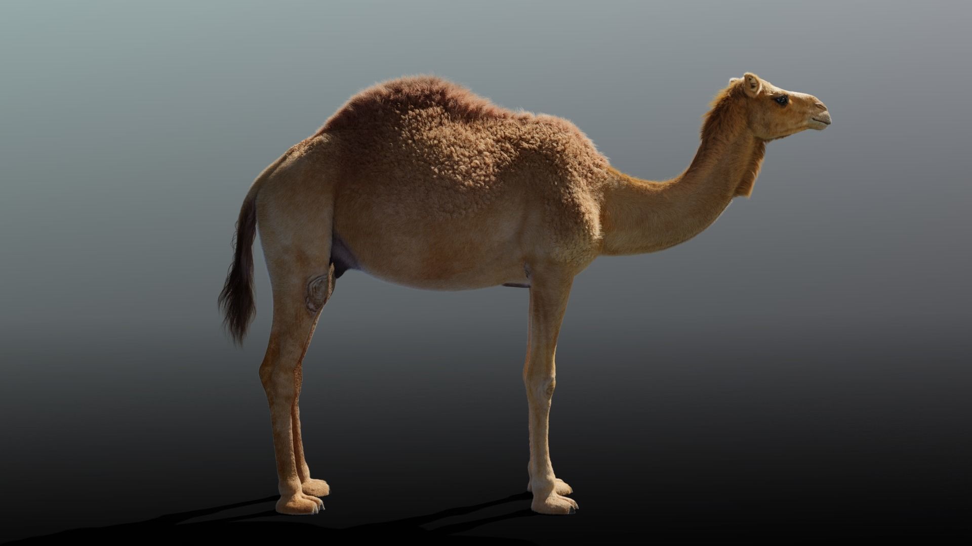 Camel Adult and Baby Rigged 3D model_13