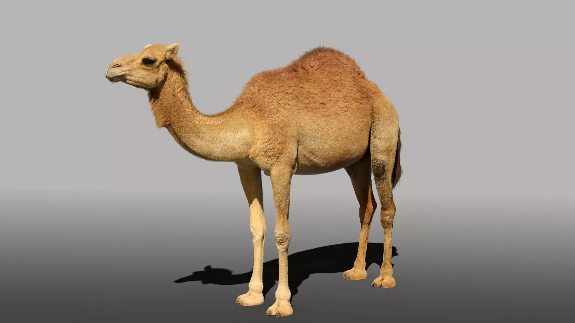 Camel Adult and Baby Rigged 3D model_0