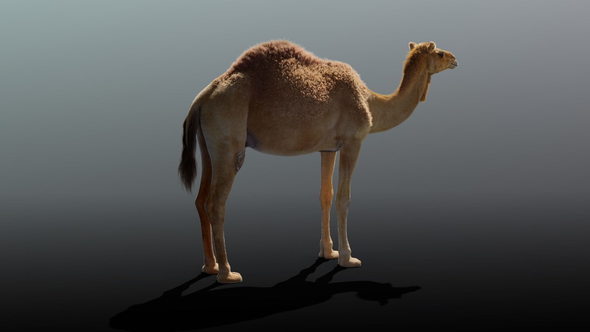 Camel Adult and Baby Rigged 3D model_12
