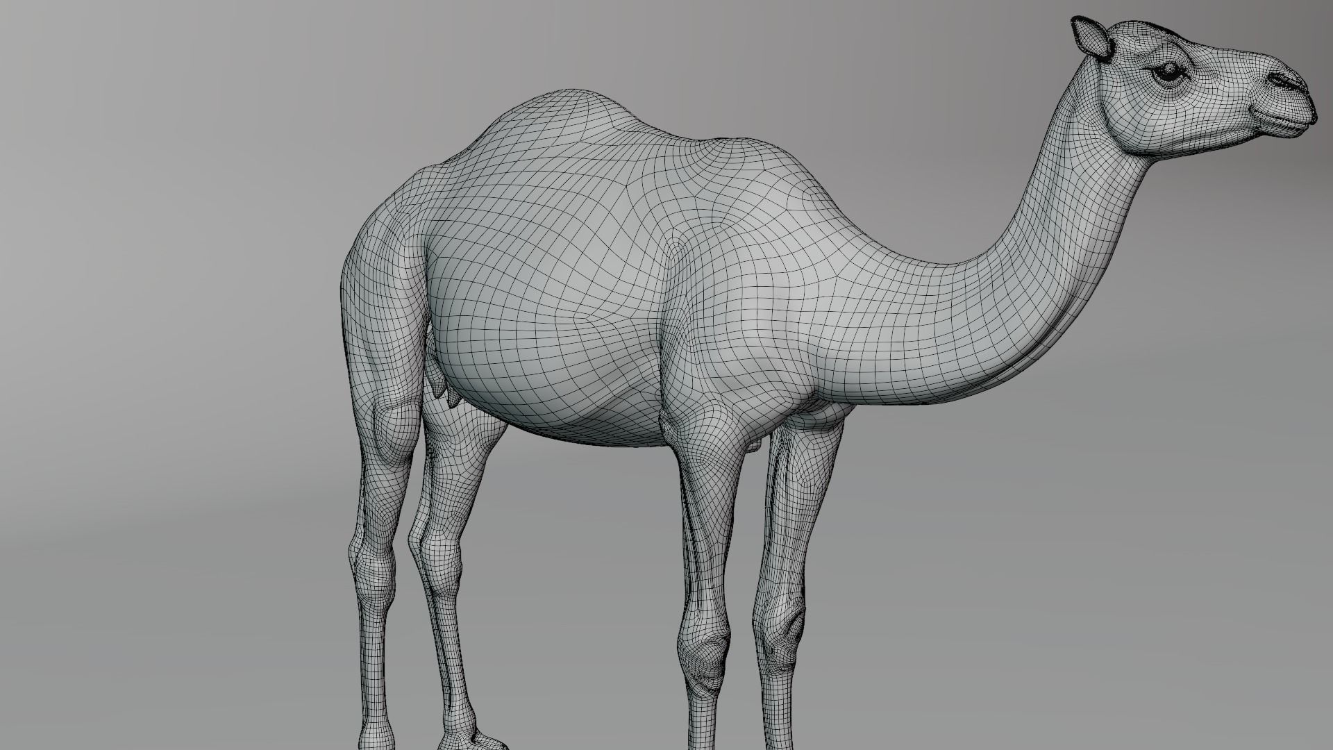 Camel Adult and Baby Rigged 3D model_16