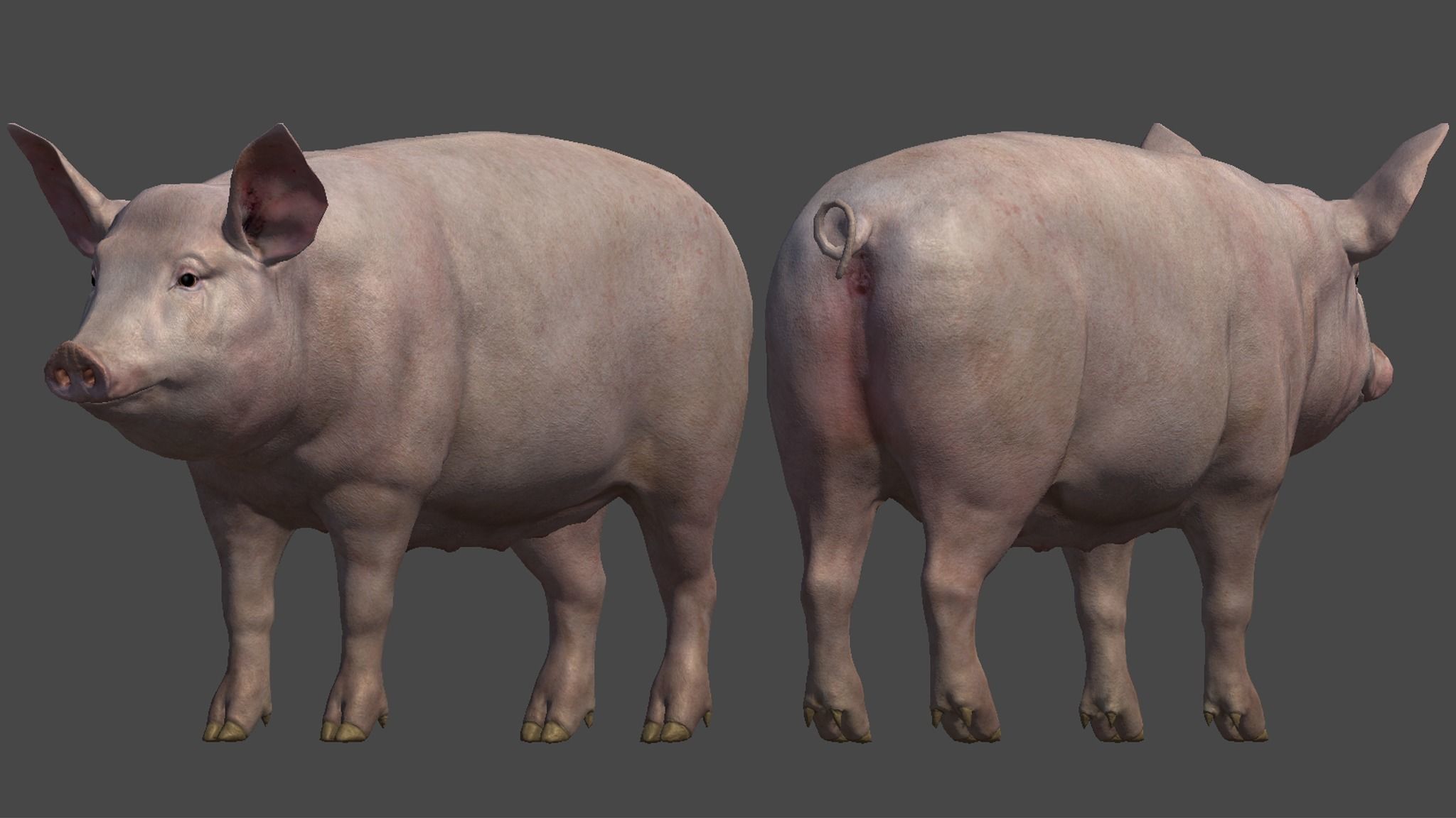 PIG FAMILY Low-poly 3D model_15