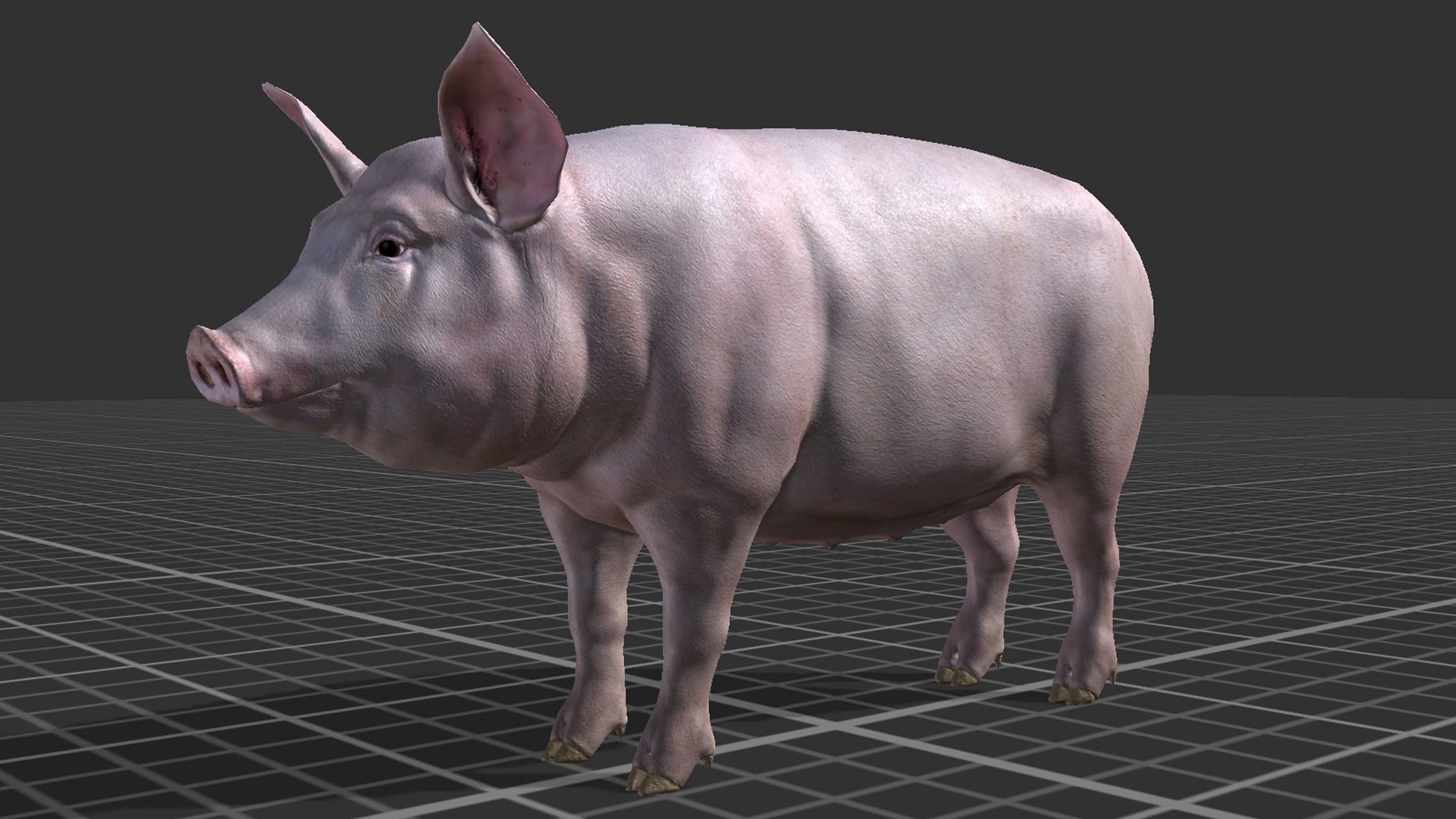 PIG FAMILY Low-poly 3D model_7