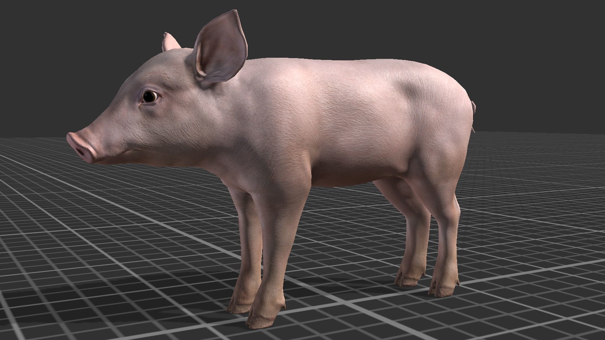 PIG FAMILY Low-poly 3D model_11