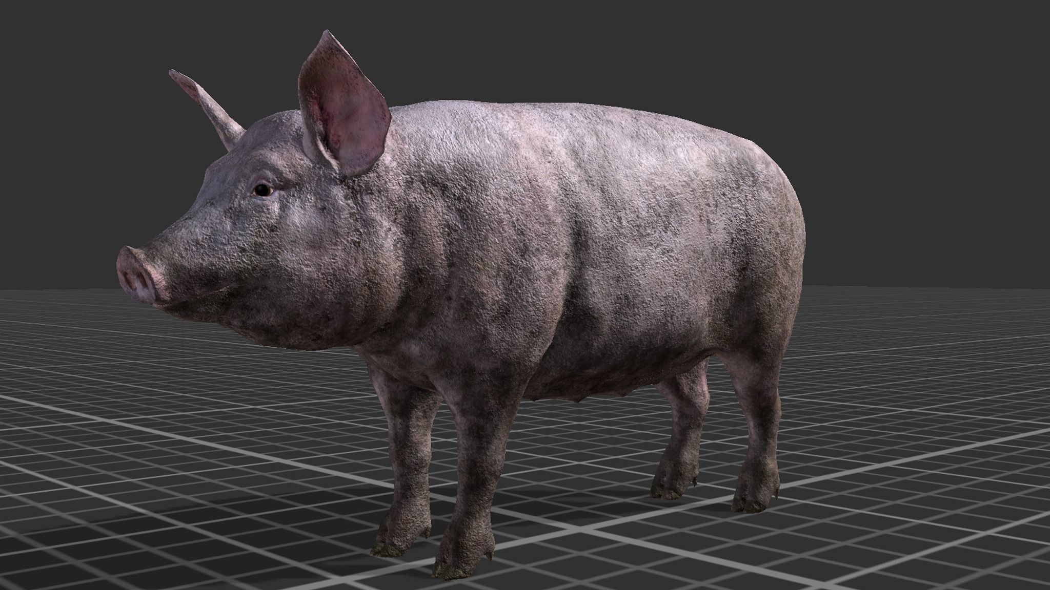 PIG FAMILY Low-poly 3D model_10