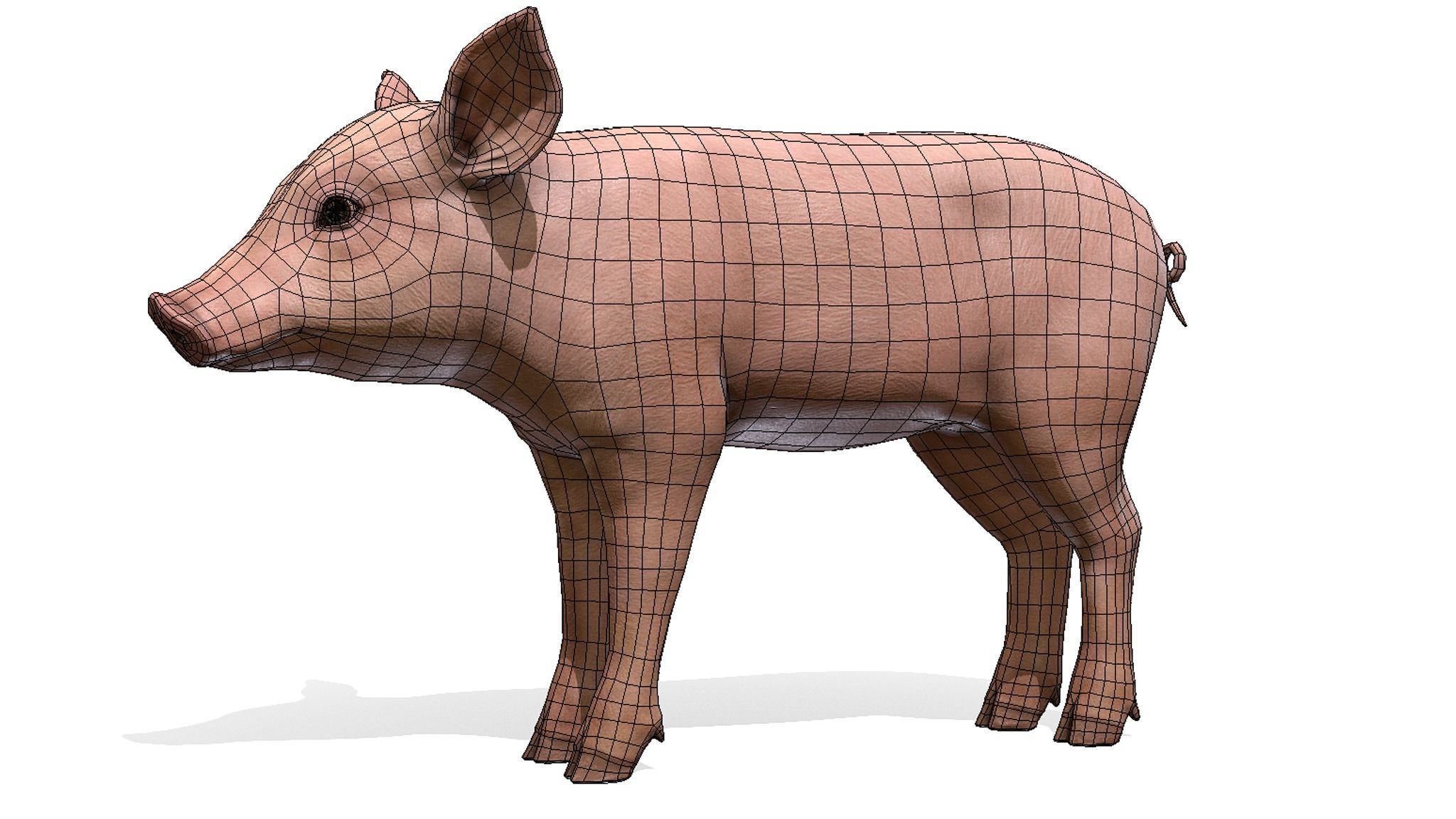 PIG FAMILY Low-poly 3D model_6