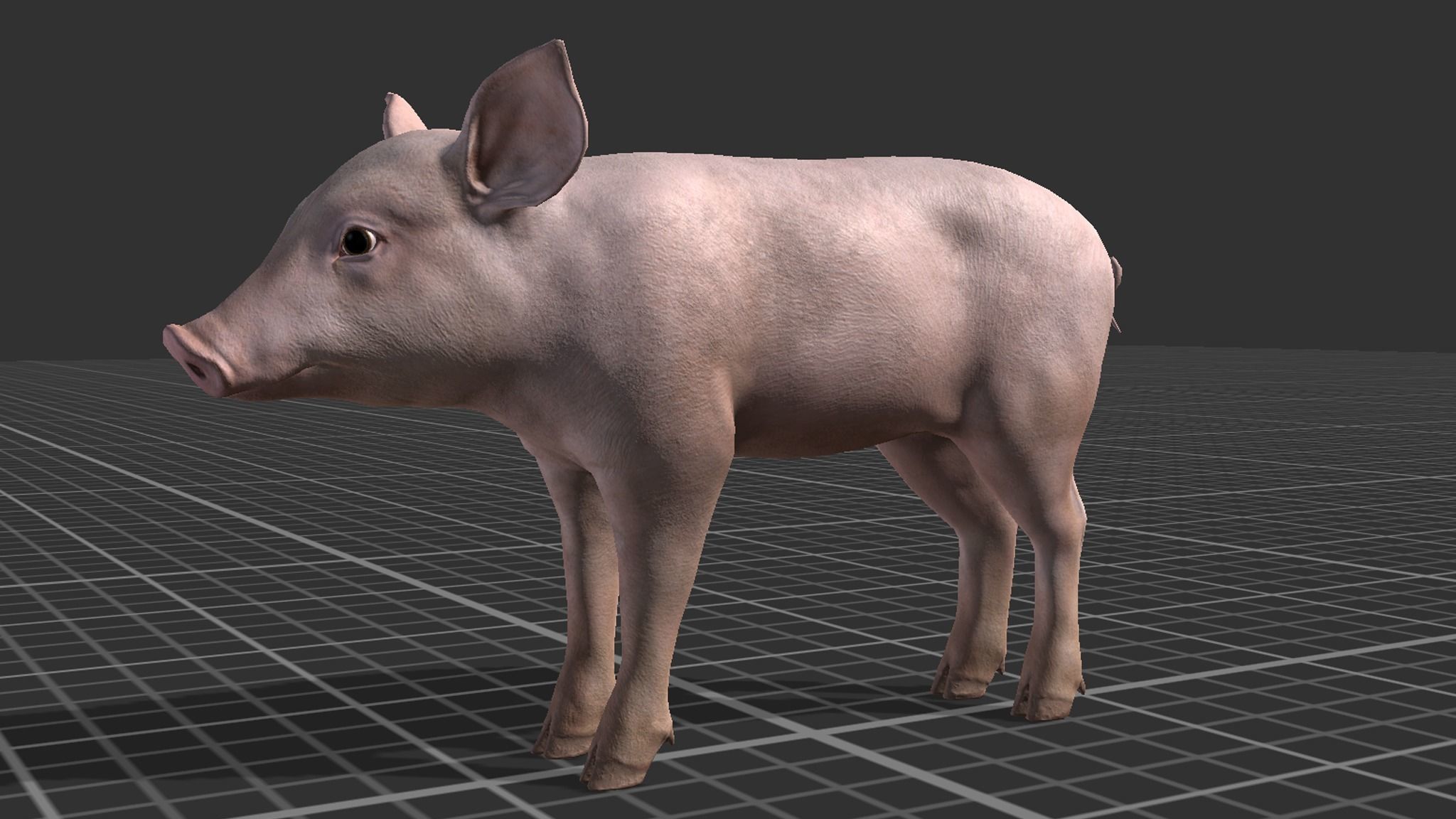 PIG FAMILY Low-poly 3D model_13