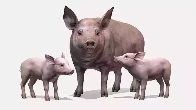 PIG FAMILY