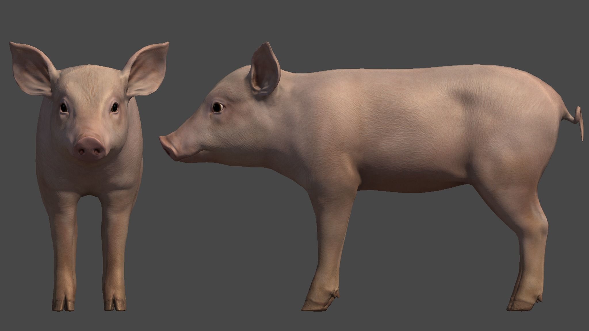 PIG FAMILY Low-poly 3D model_18