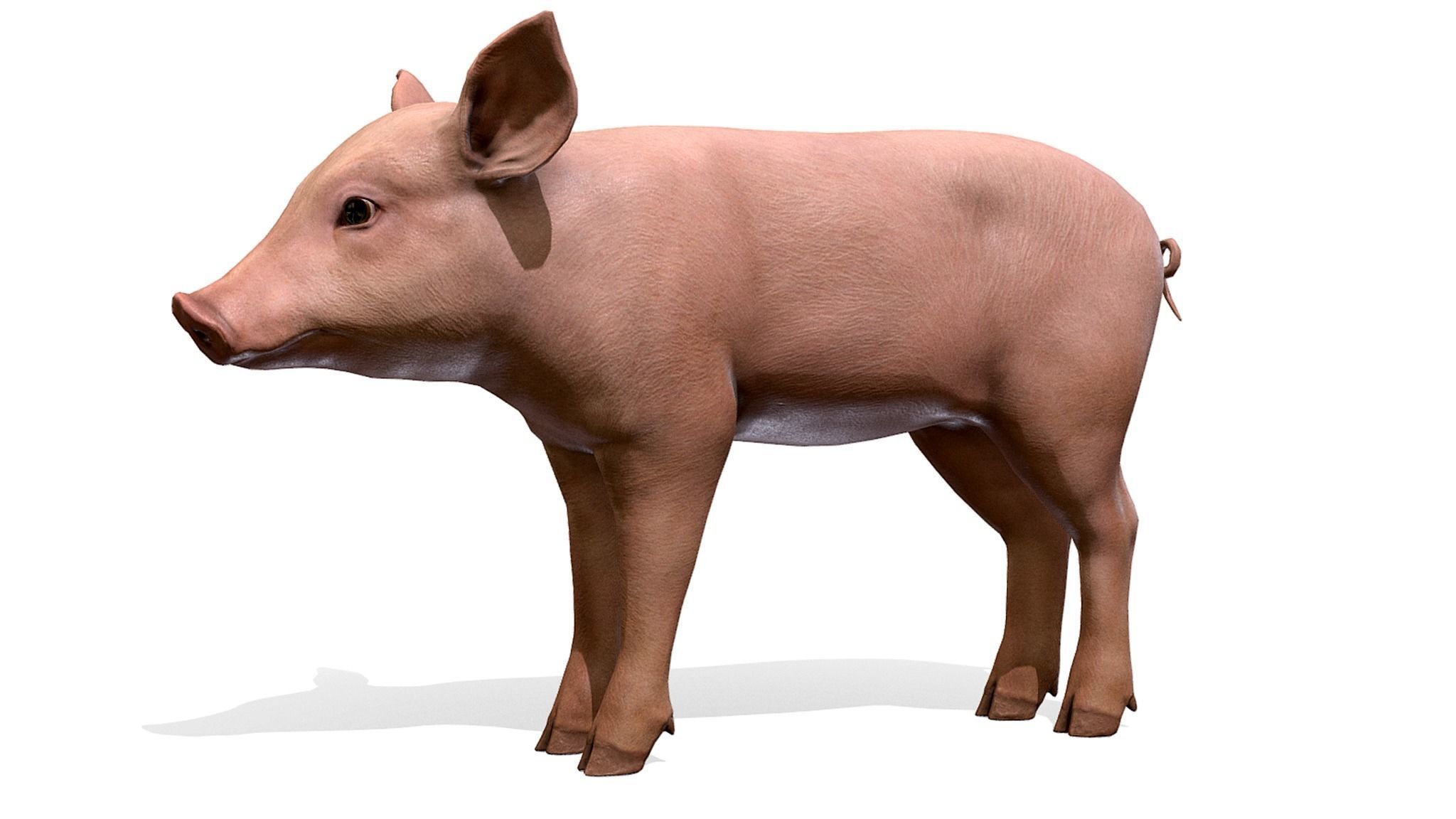 PIG FAMILY Low-poly 3D model_5