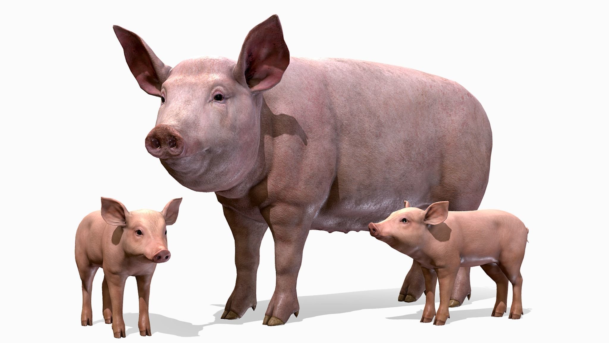 PIG FAMILY Low-poly 3D model_1