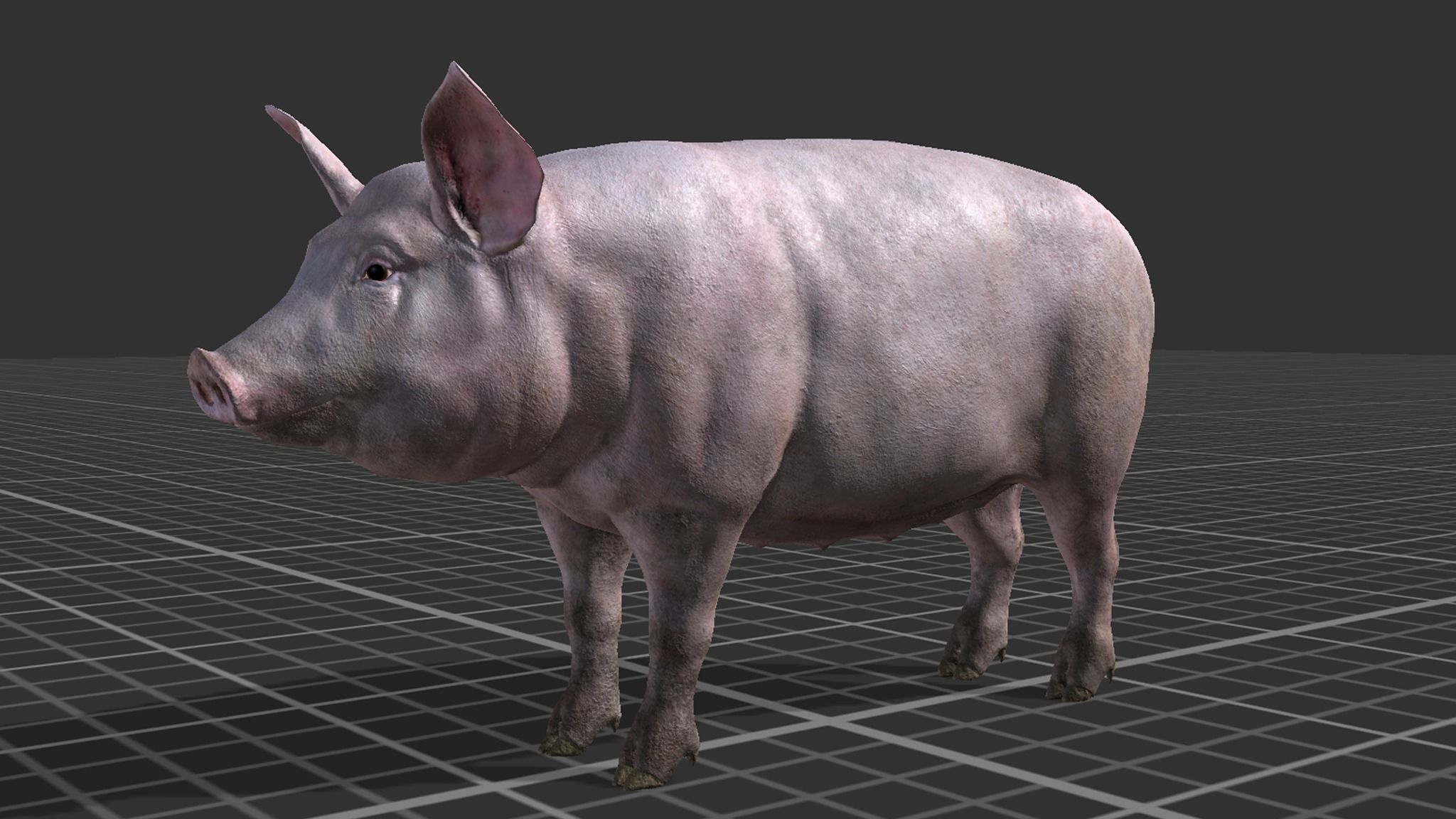 PIG FAMILY Low-poly 3D model_9