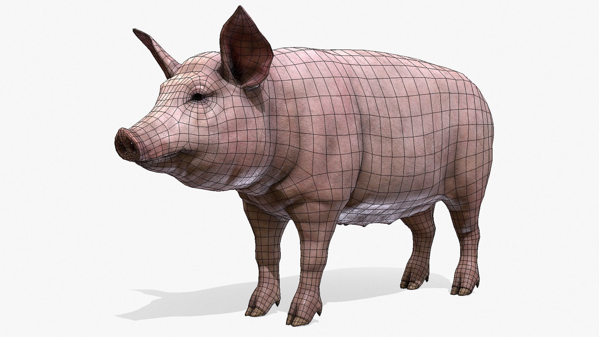 PIG FAMILY Low-poly 3D model_4