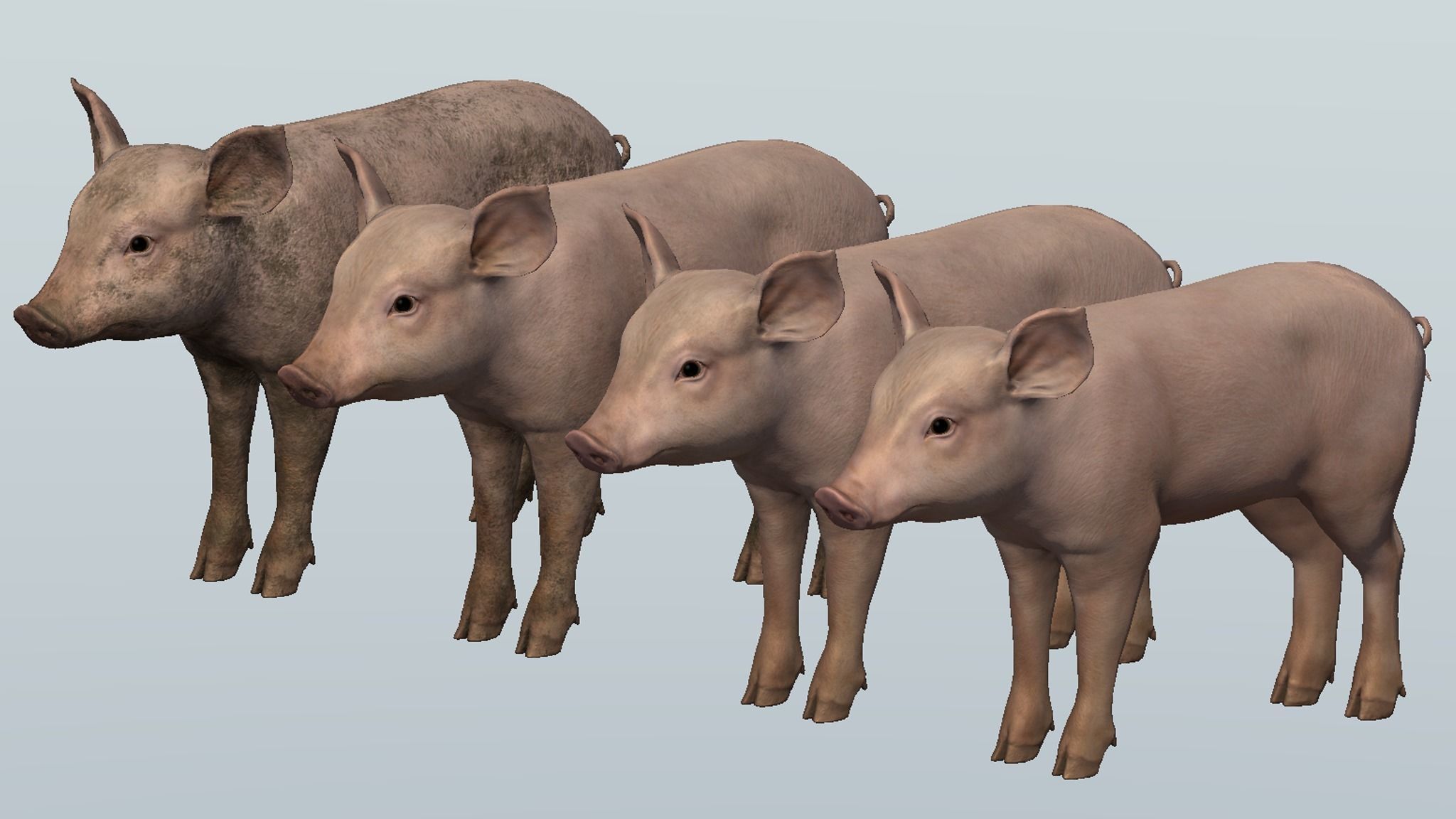 PIG FAMILY Low-poly 3D model_21