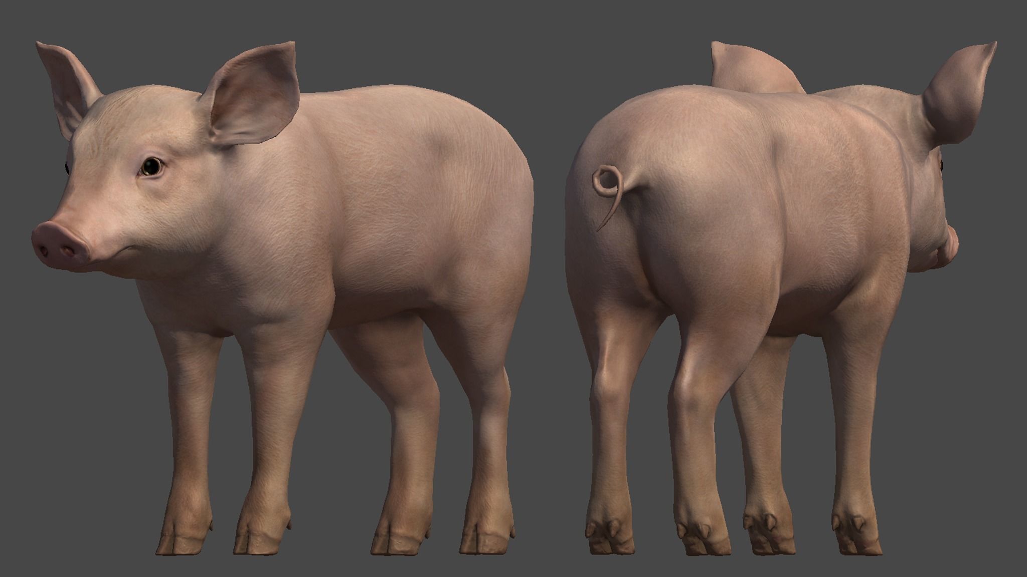 PIG FAMILY Low-poly 3D model_17