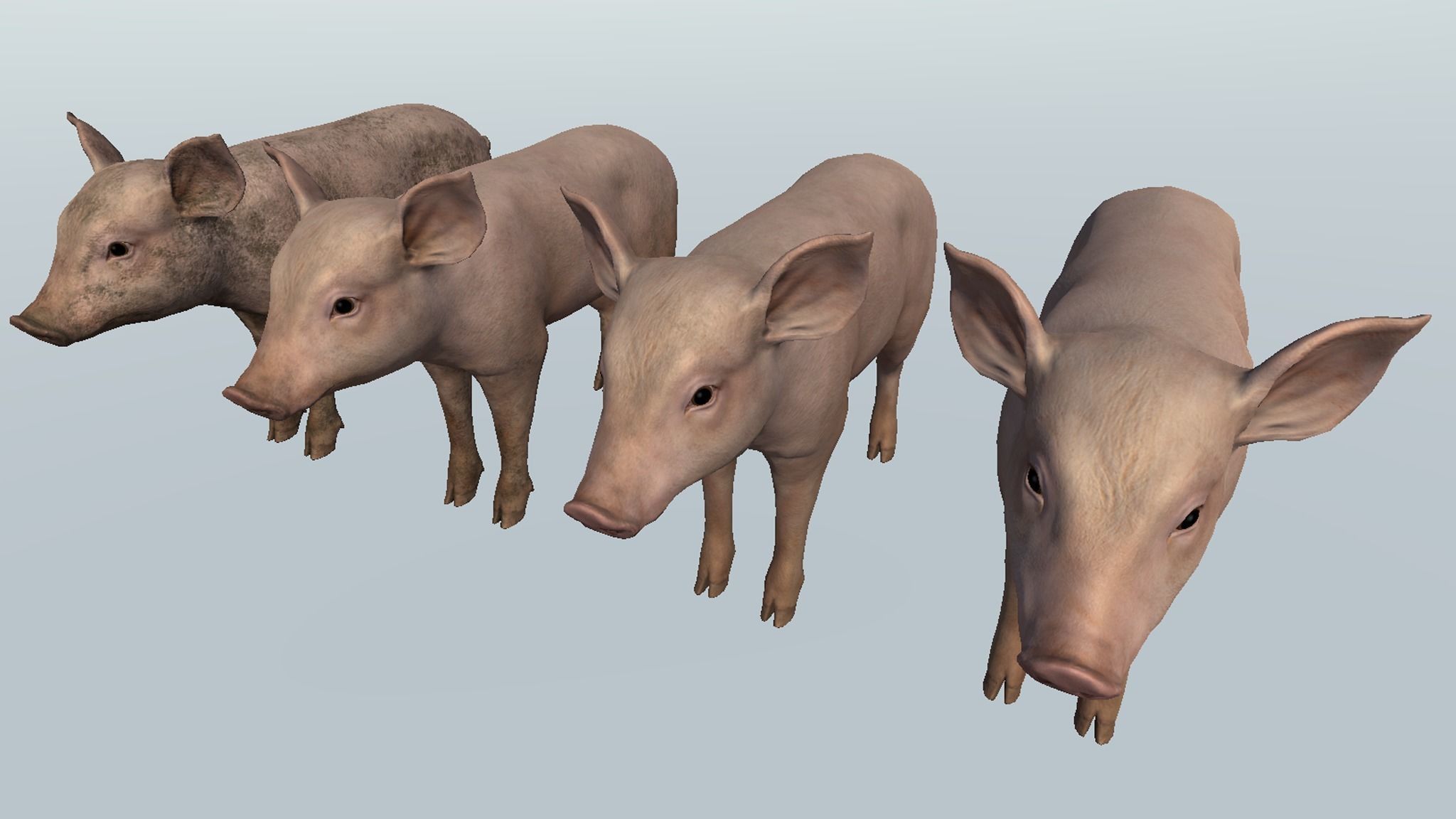 PIG FAMILY Low-poly 3D model_19