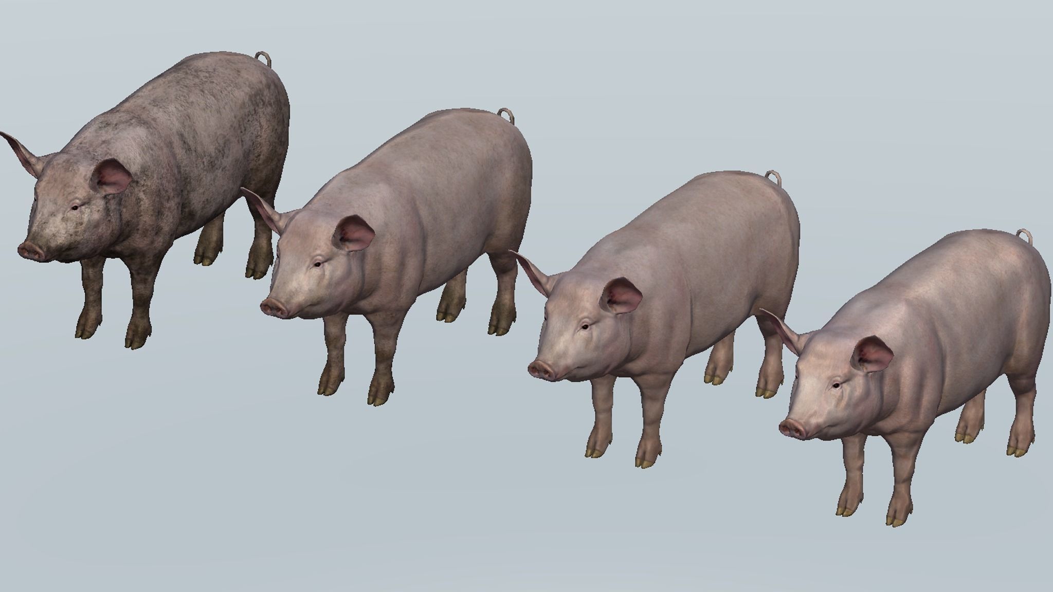 PIG FAMILY Low-poly 3D model_22