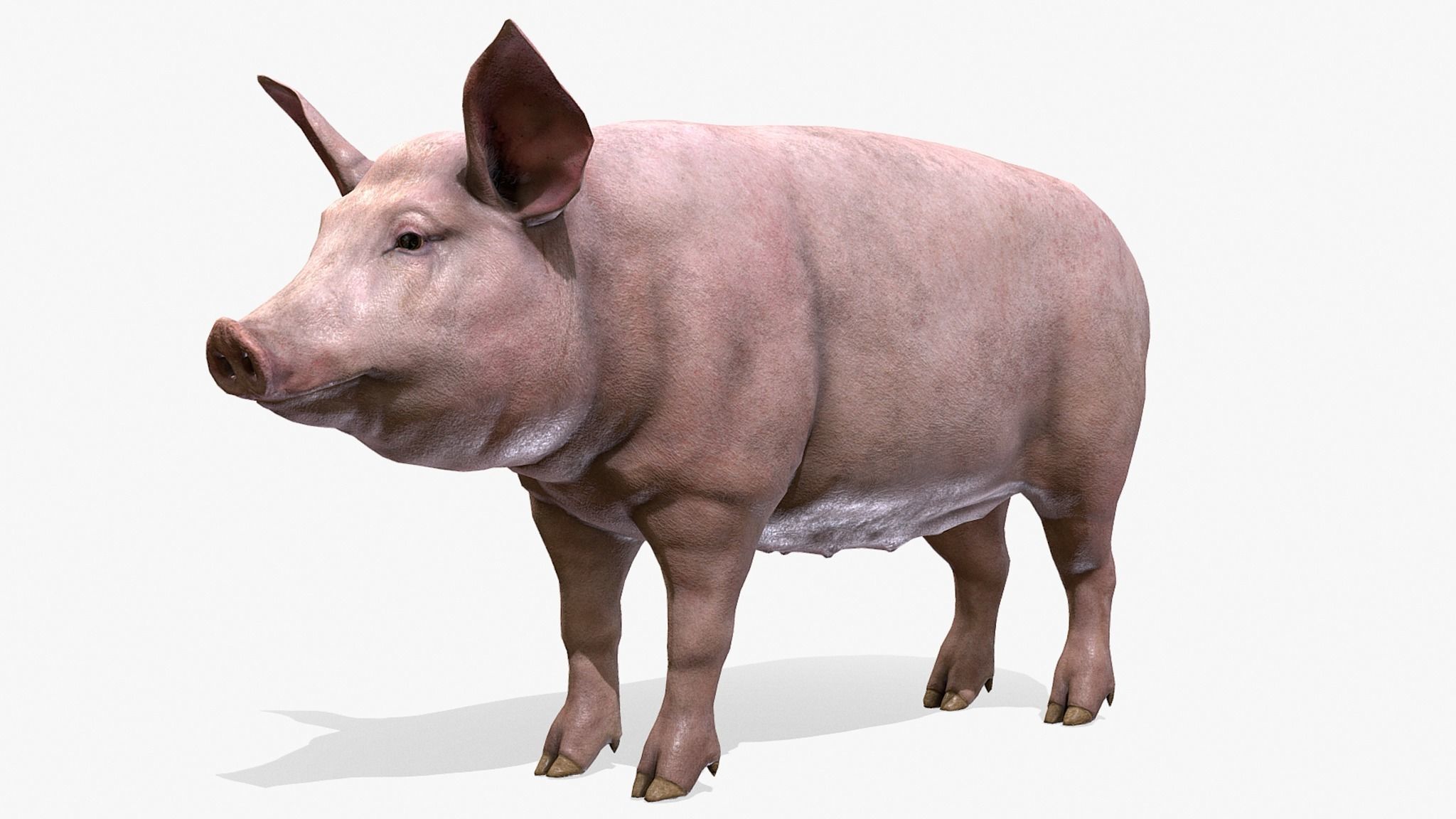 PIG FAMILY Low-poly 3D model_3
