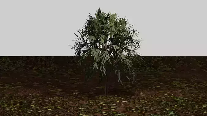 Garden Trees 3D model