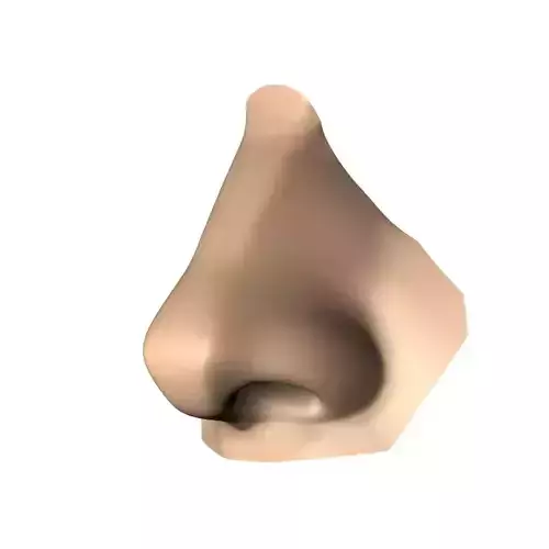 Human nose 3D model