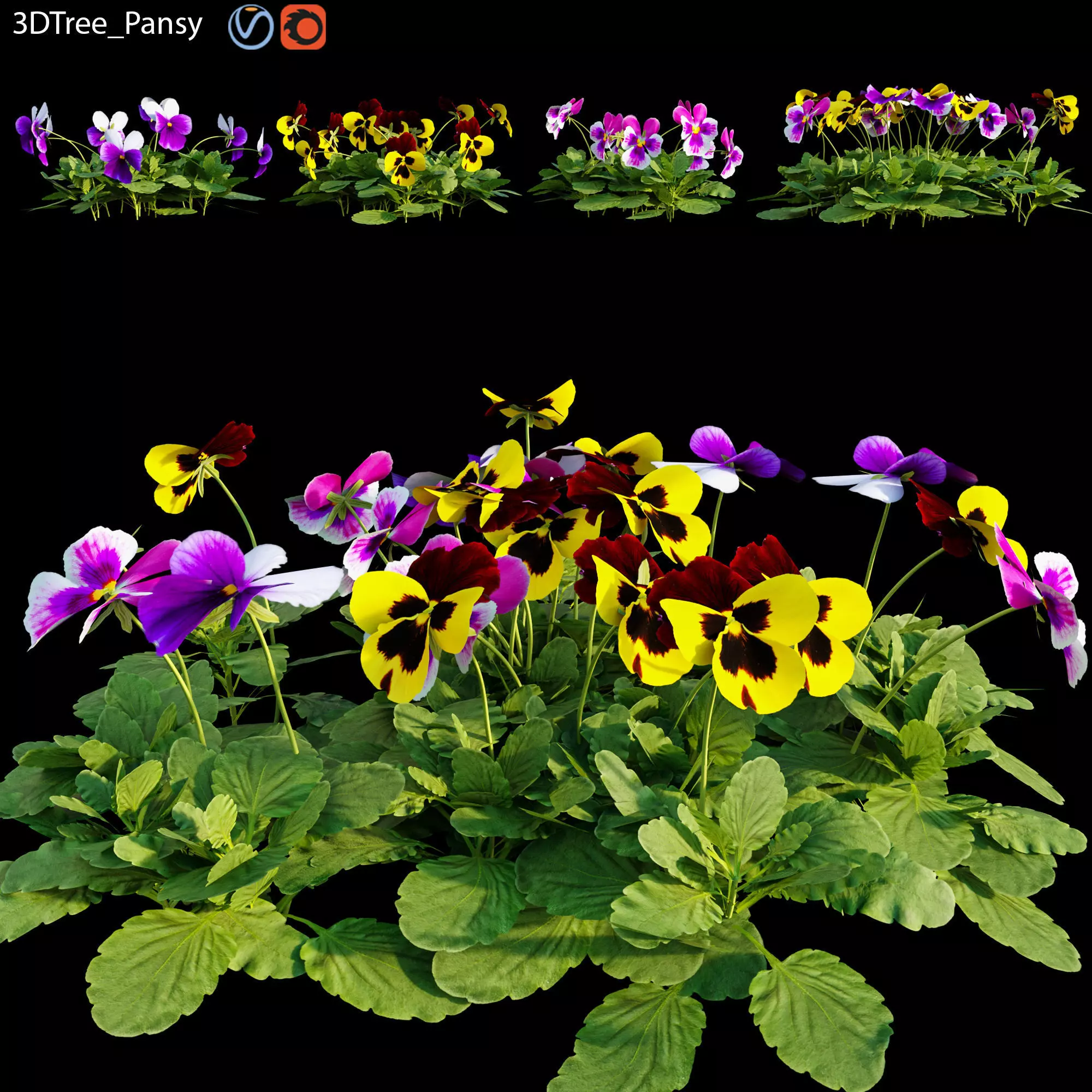 Pansy pansies 3D model_0