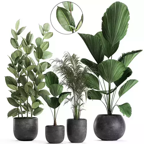 Plants in a black pot for the interior 664 3D model