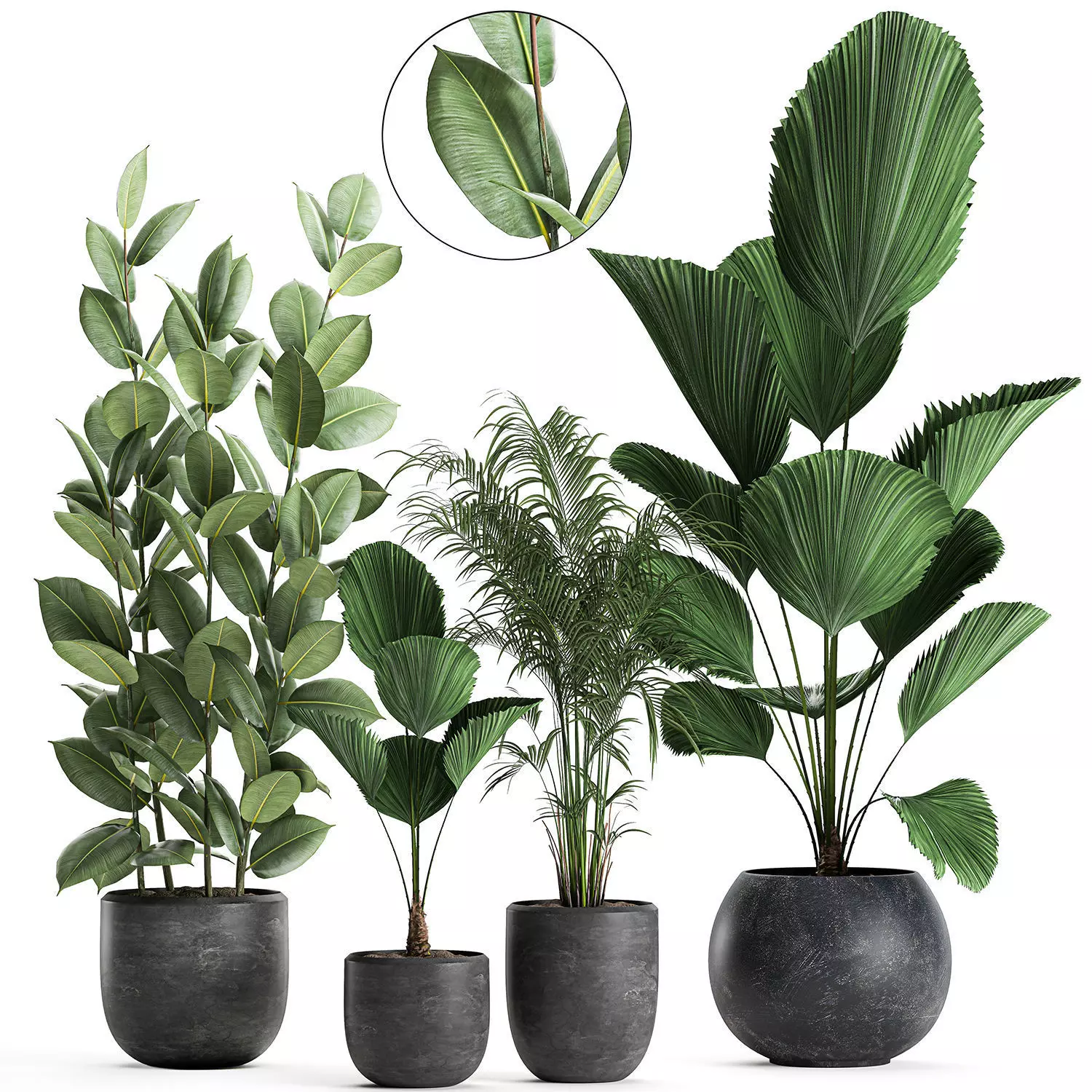 Plants in a black pot for the interior 664 3D model