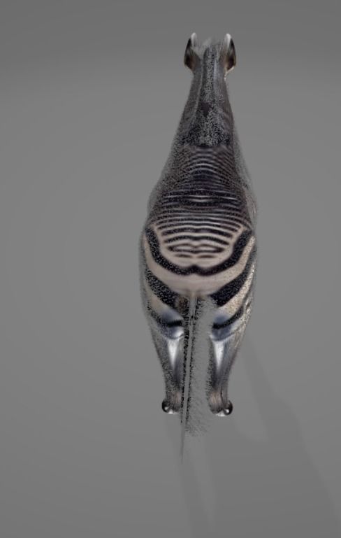Zebra 3D model_5