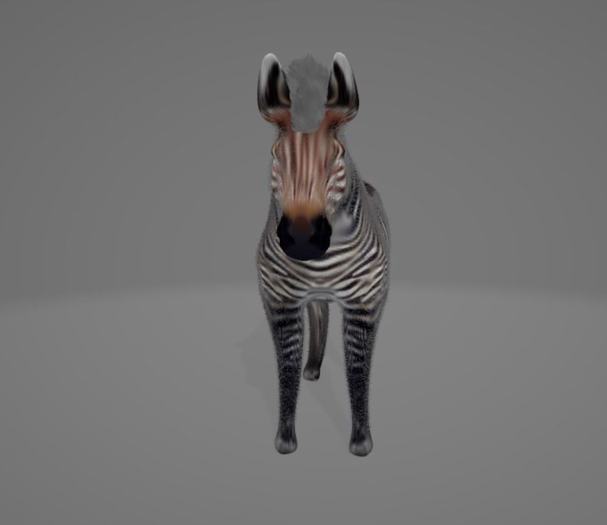 Zebra 3D model_6