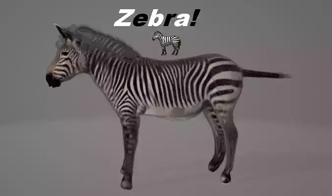 Zebra