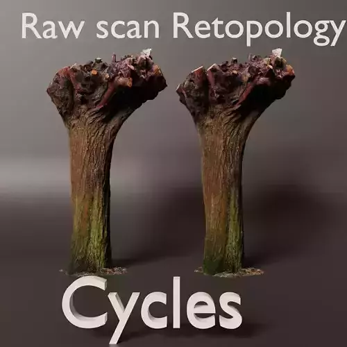 Pollard Willow Scan 1