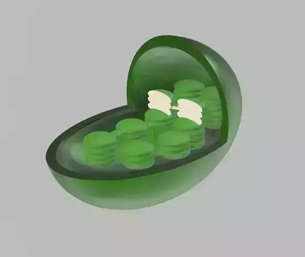 Chloroplast egg