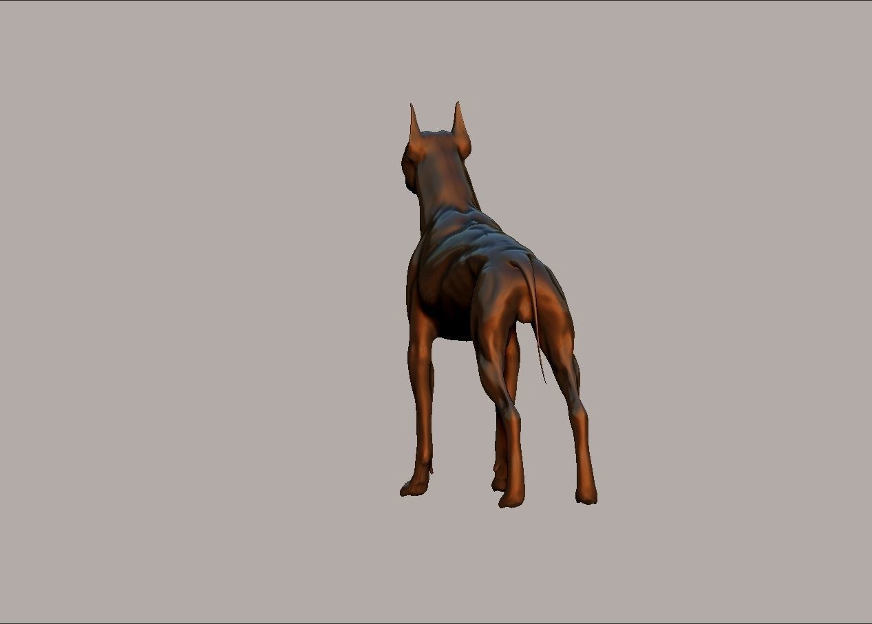 semi muscular doberman pinscher dog model 3D print model_6