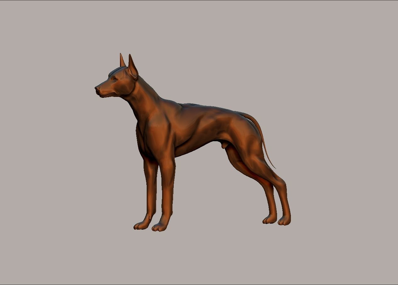 semi muscular doberman pinscher dog model 3D print model_2