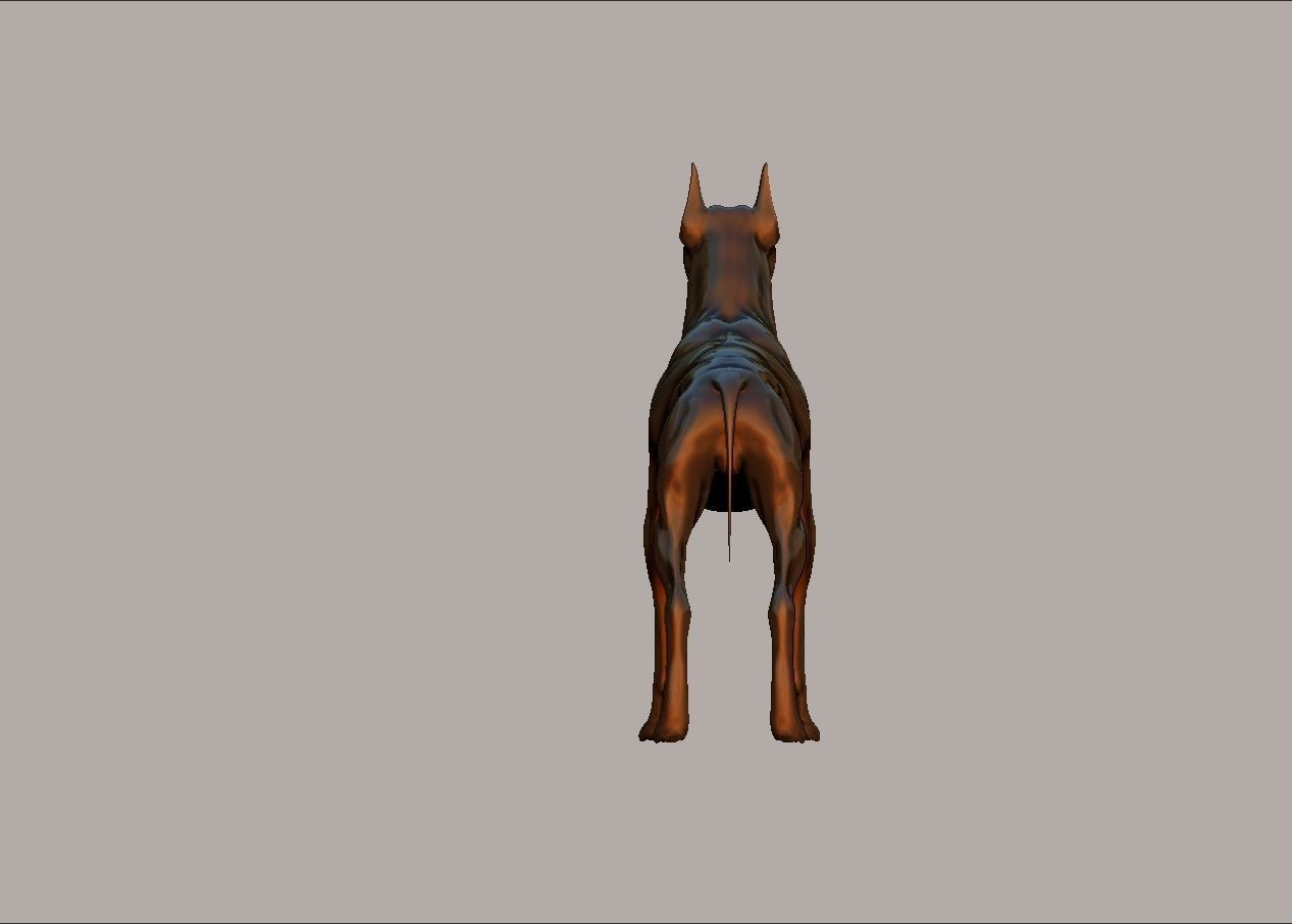 semi muscular doberman pinscher dog model 3D print model_7