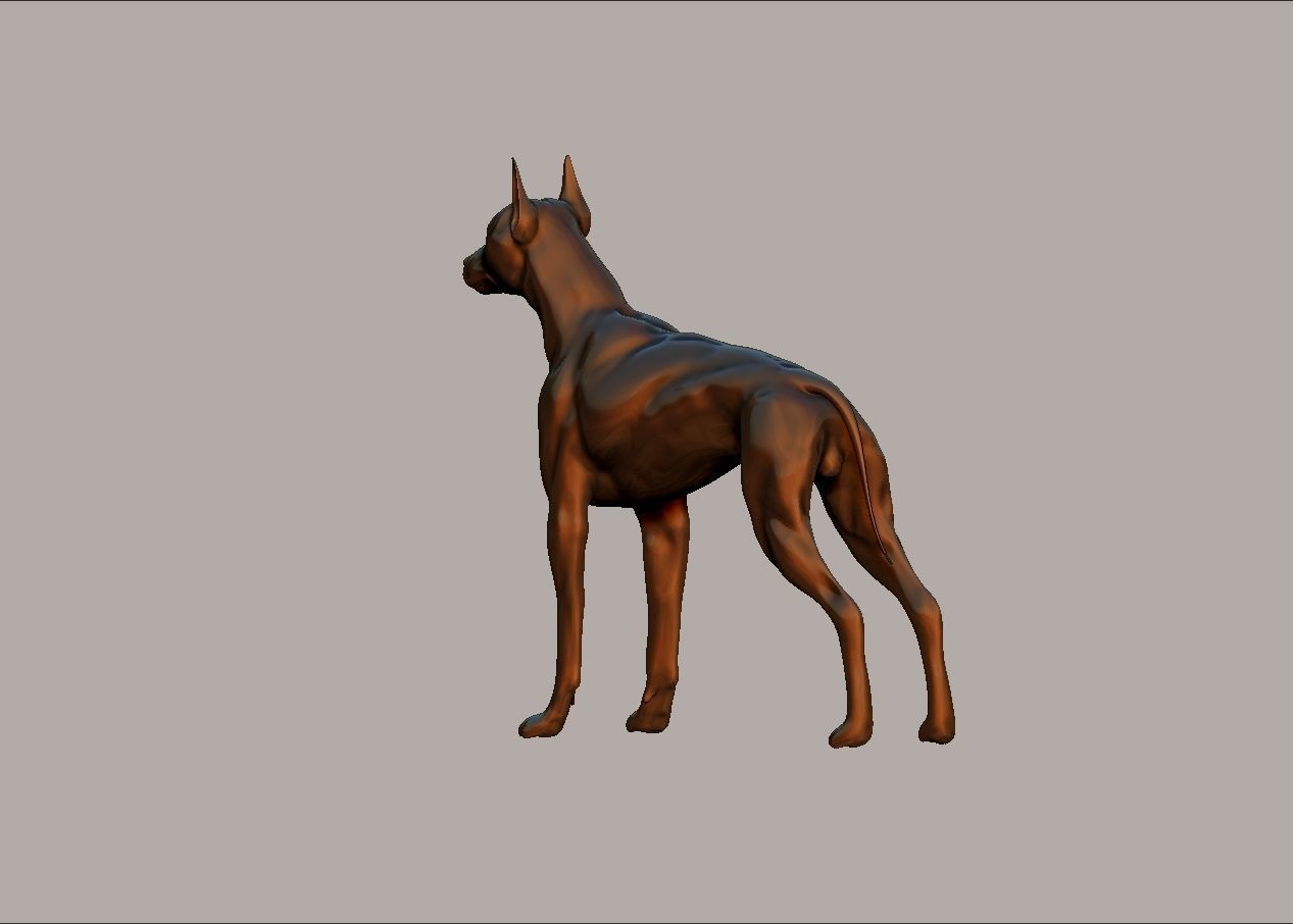 semi muscular doberman pinscher dog model 3D print model_5