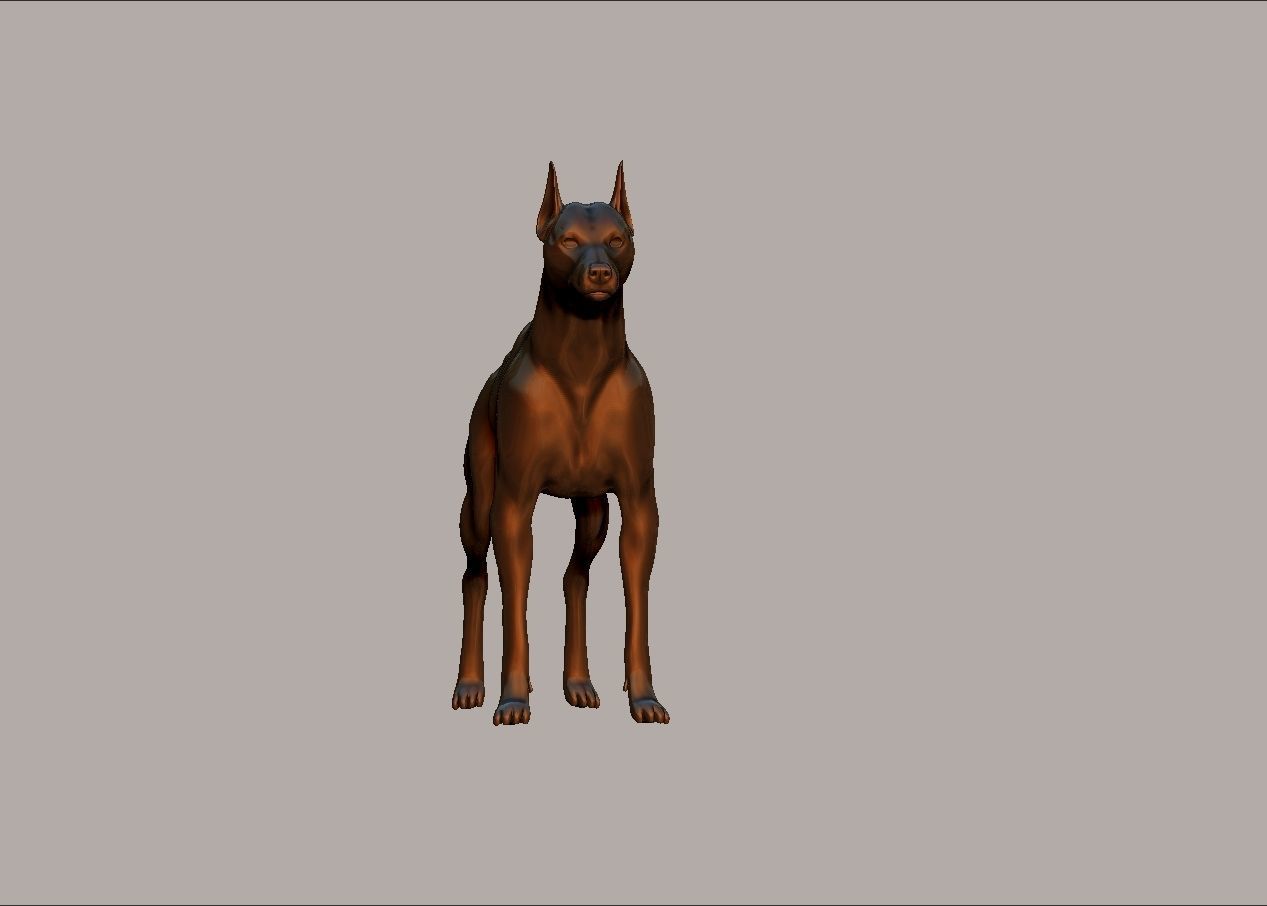 semi muscular doberman pinscher dog model 3D print model_16