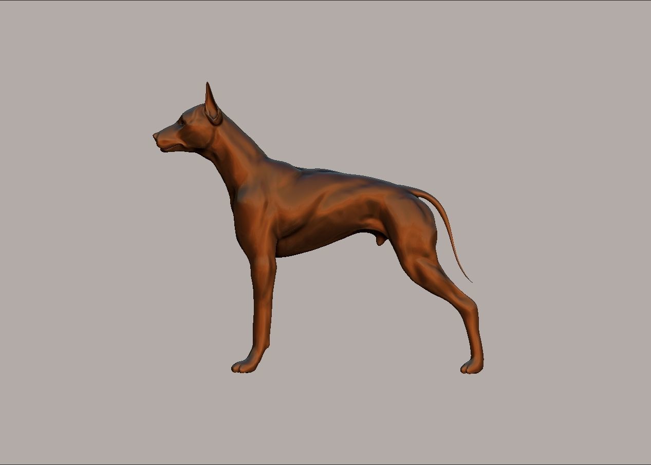 semi muscular doberman pinscher dog model 3D print model_3