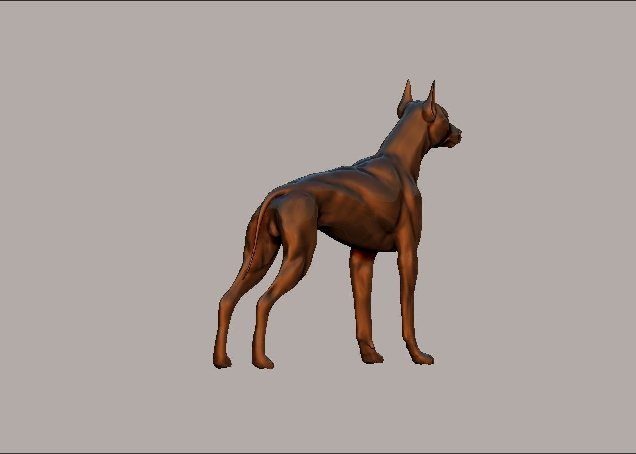 semi muscular doberman pinscher dog model 3D print model_10