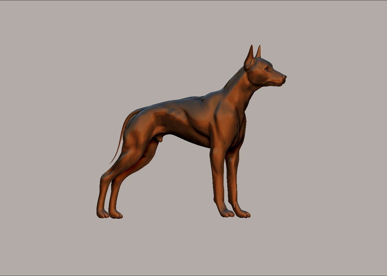 semi muscular doberman pinscher dog model 3D print model_11