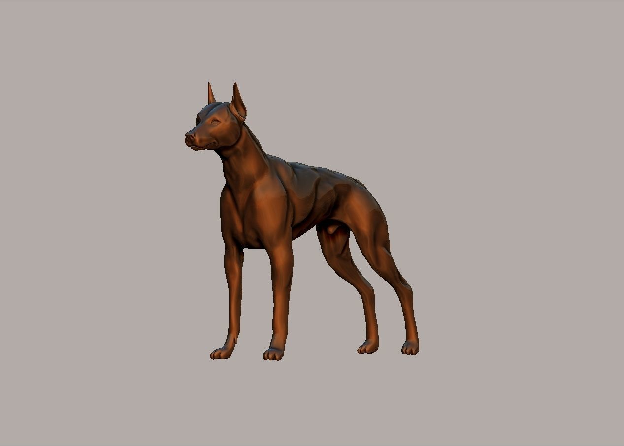 semi muscular doberman pinscher dog model 3D print model_1