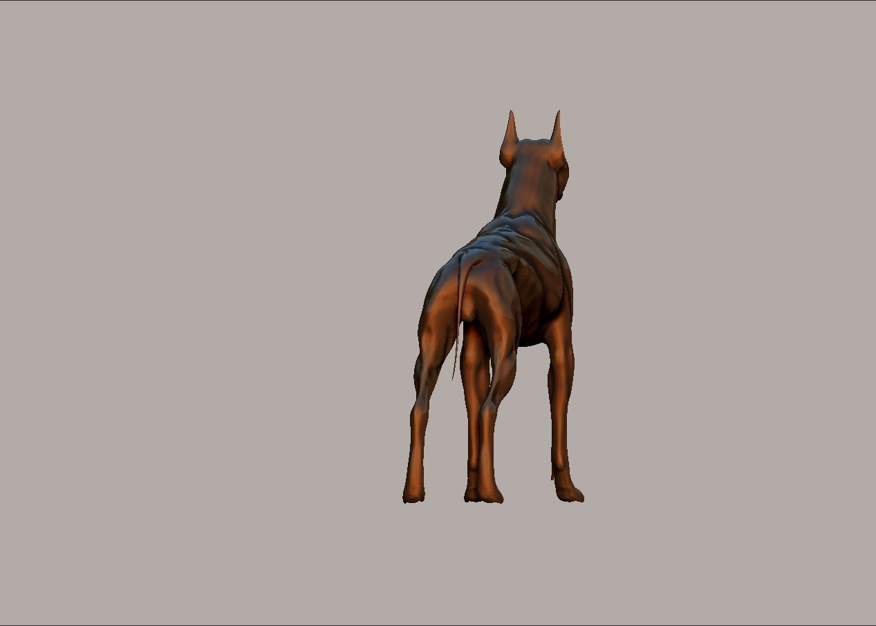 semi muscular doberman pinscher dog model 3D print model_8