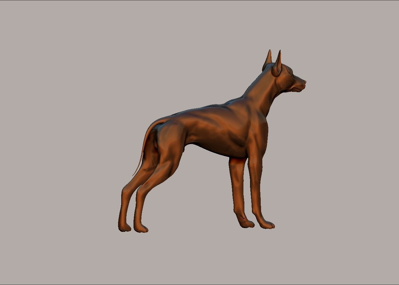 semi muscular doberman pinscher dog model 3D print model_12